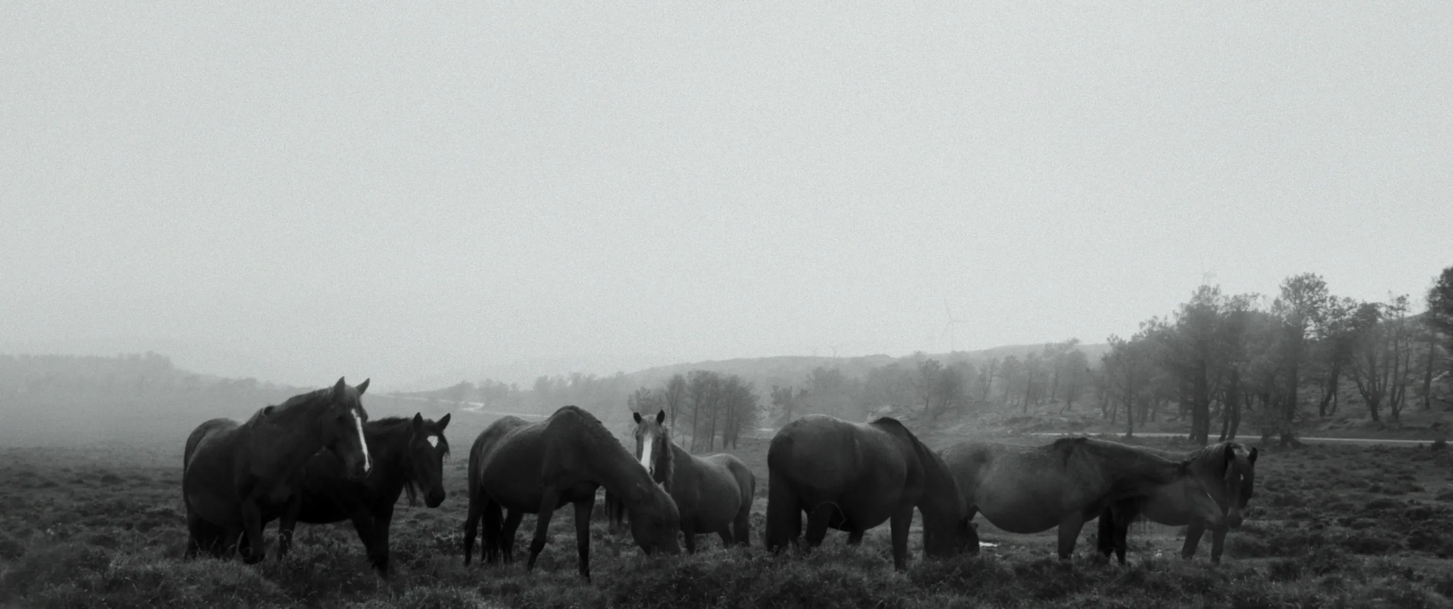 The Mist Still 6